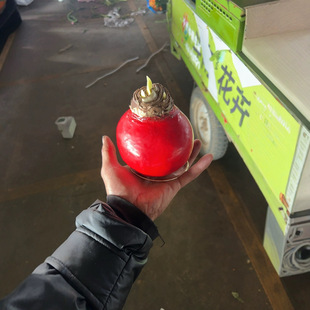 Dropshipping Dutch Sealing Wax Imported Amaryllis Red Wax Ball Flower Plant Double-Petaled Peruvian Bulb Christmas Gift