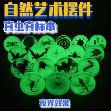 滴胶昆虫标本摆件创意新奇礼品博物馆藏品树脂工艺品