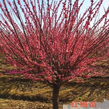 红梅绿梅腊梅榆叶梅老桩梅花树四季阳台庭院盆栽冬季耐寒花卉树苗