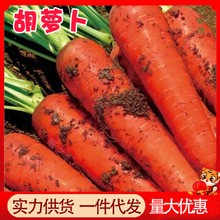 现挖沙地带泥农家新鲜蔬菜爽口10胡萝卜斤脆甜批发萝卜胡萝卜整箱