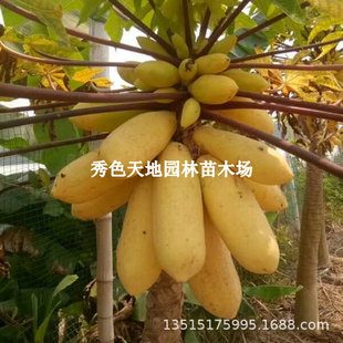ľ��������ţ�̼t��ľ�ϴ���ˮ���S���������ľ������ļ��Nֲ