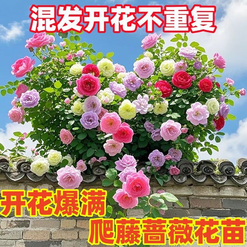 大花爬藤蔷薇花苗月季老桩浓香庭院植物阳台花卉玫瑰花苗四季开花