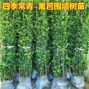 �����������S���ļ������������ͺ����BͥԺ�h�ʾG�hֲ�ﶬ������