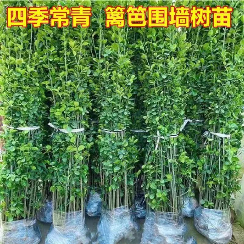 Hokkaido Boxwood Shrub, Evergreen with Soil Ball, Hardy and Easy to Maintain, Suitable for Garden Fences, Green Hedges, and as a Wintergreen Tree Seedling