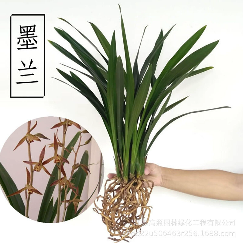 Xiyin Орхидея рассада Моран предприятие Черный Зеленый завод цветочное растение Chunlan Jianlan комнатное растение в горшке зеленые растения цветы