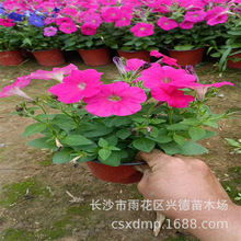 批发草花 湖南孔雀草一串红时令草花出售 出租 品种多价格低