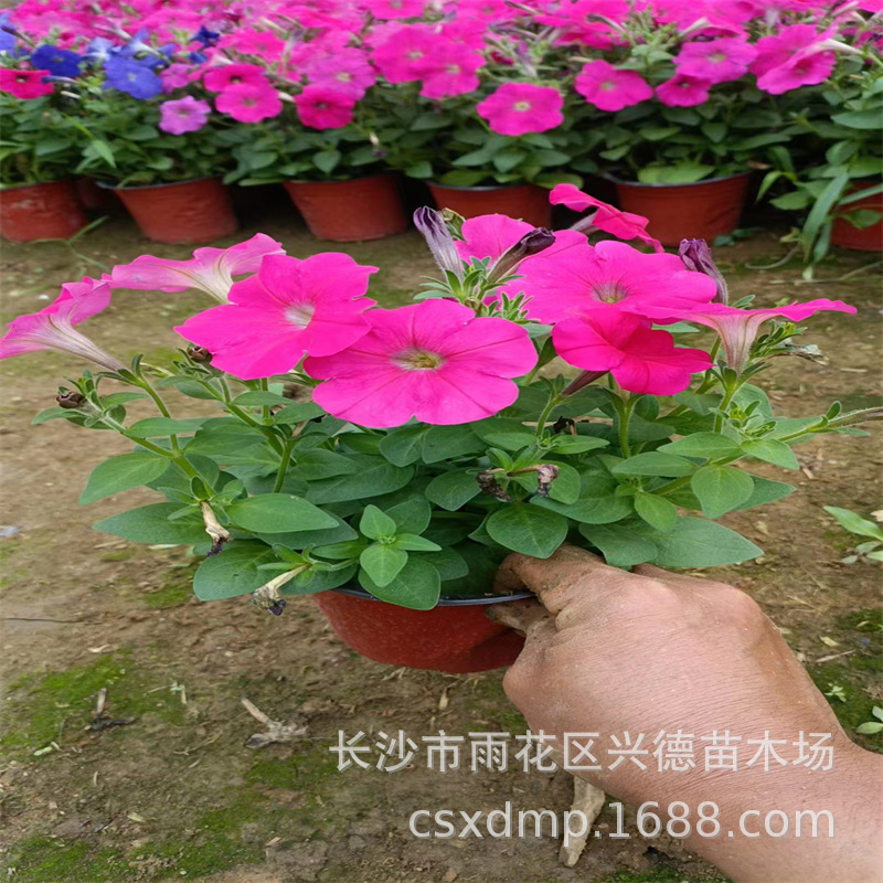批发草花 湖南孔雀草一串红时令草花出售 出租 品种多价格低