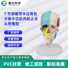 7节颈椎带半边骨色分离半边肌肉起止点头骨模型 医药教学器材模型