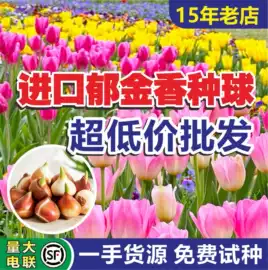 种子;草种子;种球