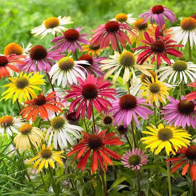 多彩松果菊种子紫锥花耐寒耐热花卉园林道路景观花海绿化花籽