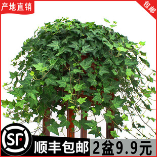Ivy Potted Indoor Hanging Plants Are Easy to Grow, Hydroponic Green Plants Purify the Air and Remove Formaldehyde, Evergreen All Year Round