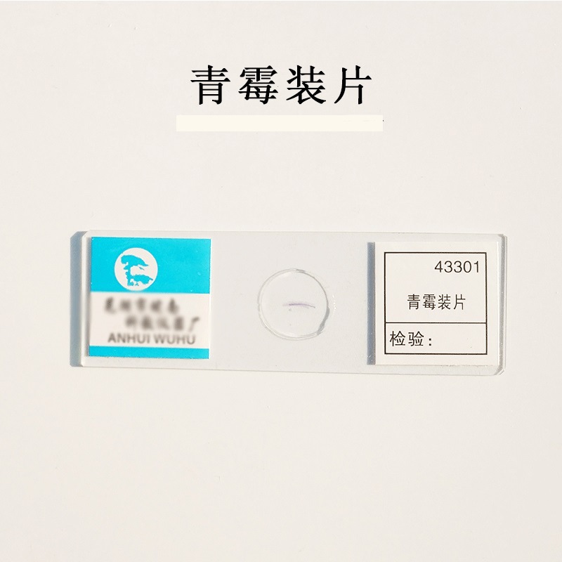 Miếng trang trí nấm mốc Xanh