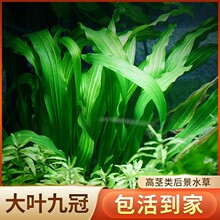 ���~�Ŵ�ŹڲݾG�Źں������ˮ���~�׻��wˮ�ݑ���ˮ�����l