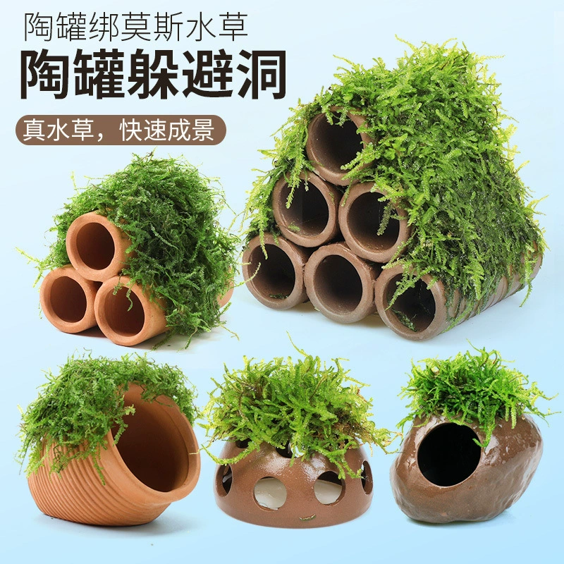 Аквариумный мох, украшение для водных растений для ленивых, настоящие растения для укрытия рыб и креветок, небольшие украшения для домика для креветок, укрытие для разведения мелких рыбок.