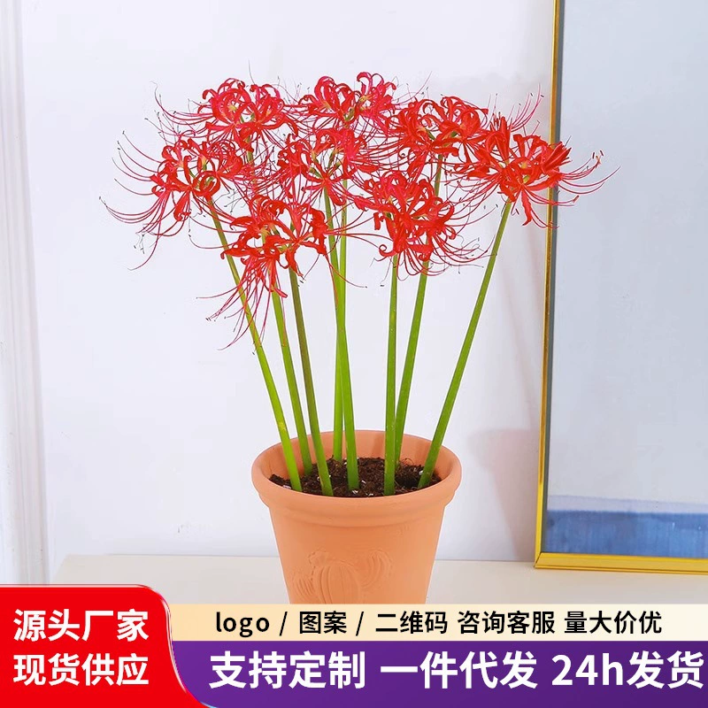 Цветы Бианхуа — комнатные и уличные цветы в горшках, мандала-лилии, цветы «каменный чеснок» и Бианманжушахуа, эксклюзивно для трансграничного экспорта.