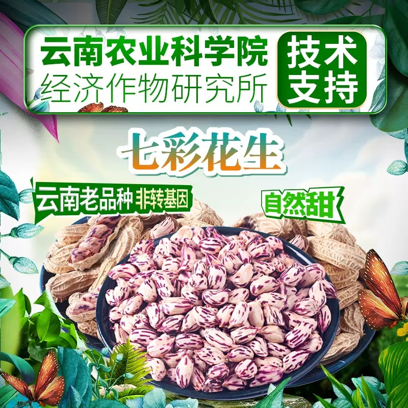 Colorful Wild Ground Peanuts Yunnan New Arrival Colorful Peanut Kernels Sweet in Shell Roasted Peanuts Five Color Fruit Peanut Seeds