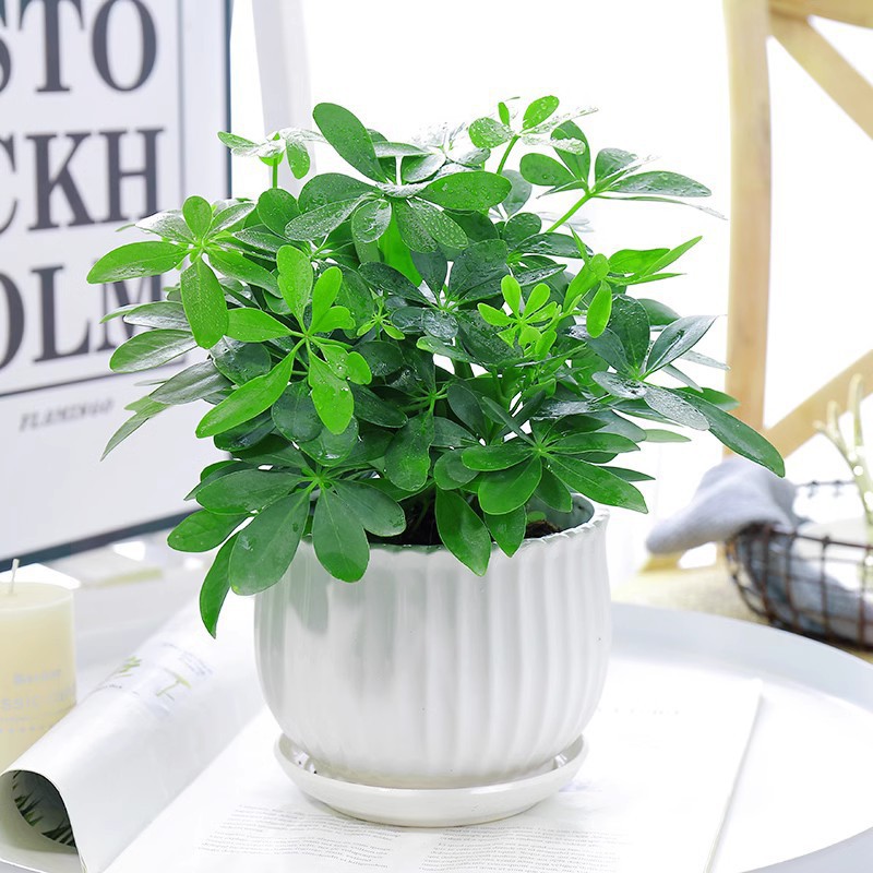 행운나무 4그루 25-30cm + 연꽃 세라믹 화분 + 영양액