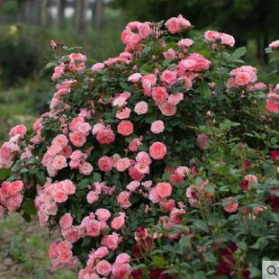 Ohtomoto Sakuraxia Disease-Resistant Multi-Season Flowering Garden Courtyard Ground Rose Potted Large Seedling Rose Seedling Rose