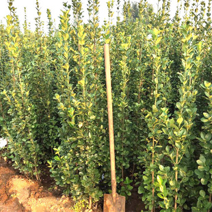 Holly Saplings French Upright Green Fence Courtyard Wall Plant Evergreen Cold-Resistant Clump Hokkaido Boxwood