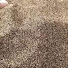 农桑14号蚕桑种子,强桑1号,强桑5号,育711号养蚕大叶桑树种子