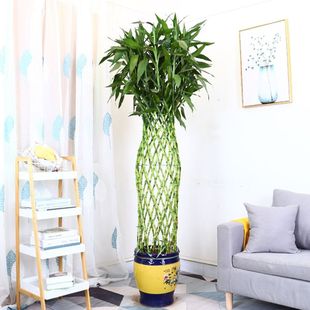Rich Bamboo Cage Guangzhou Citywide Delivery Large Green Plants Office Living Room Potted Flowers Wanshou Bamboo Lucky Bamboo