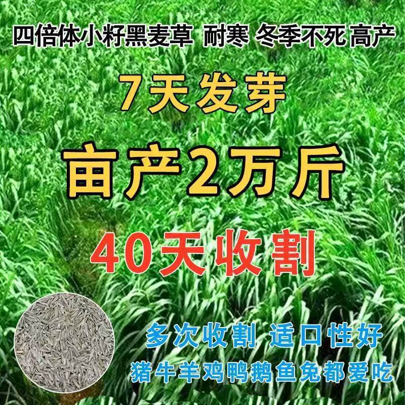 牧草种子进口多年生黑麦草四季常青养牛羊鸡鸭鱼鹅兔高产耐寒草籽