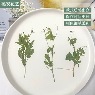 干花diy材料灯笼藤草学生贴花干花压花滴胶手机壳儿童手工绿芽藤