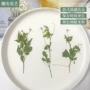 儿童手工学生压花手机壳