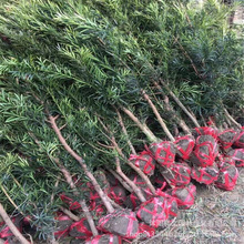 苗圃销售罗汉松树苗 大叶罗汉松 小叶罗汉松盆景素材苗 庭院绿植