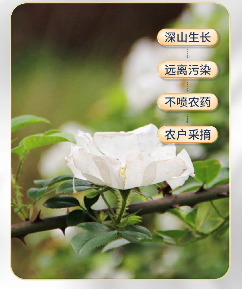 Dried Cherokee Rose Fruit Meat Jin Ying Zi 175g Wild Harvested Herbal Tea and Wine Infusion key features