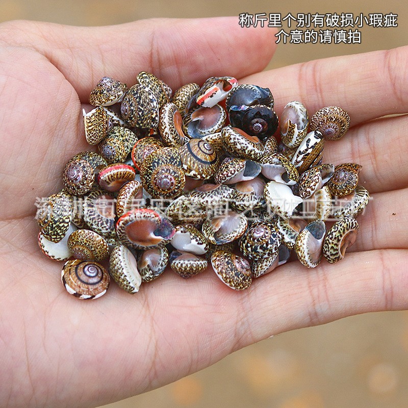 Concha Daquan natural con cera de pescado, materiales decorativos mediterráneos DIY al por mayor