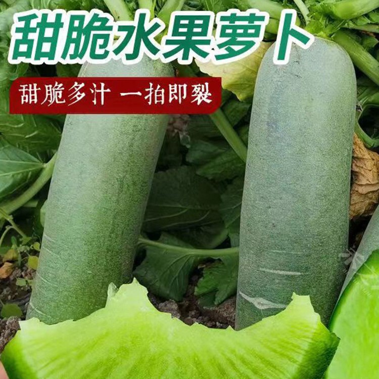 Shawo Radish Seeds, German and Japanese No. 2 Raw Sweet and Crispy Radish Seeds, Disease-Resistant and High-Yielding Vegetables Shawo Radish Seeds, German and Japanese No. 2 Raw Sweet and Crispy Radish Seeds, Disease-Resistant and High-Yielding Vegetables