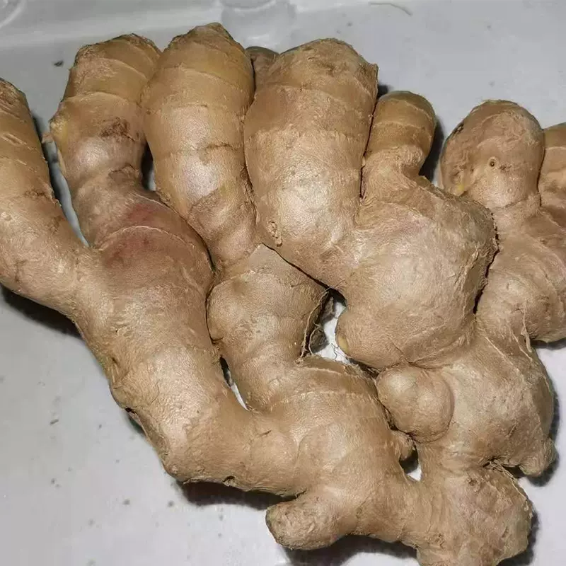新鲜老姜母现挖厂家大量批发干生姜蔬菜批发山东大姜老姜母风干姜