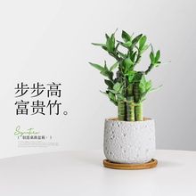 富贵竹步步高荷花竹文昌竹水养盆栽办公室内绿植客厅摆放吸甲醛