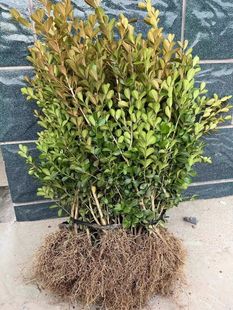 С�~�S��������S������ͥԺ�S�����G�h����������~�S�����