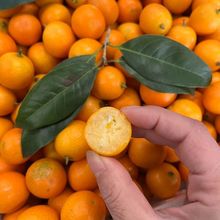 �V������й� 230g~270g/��*3��