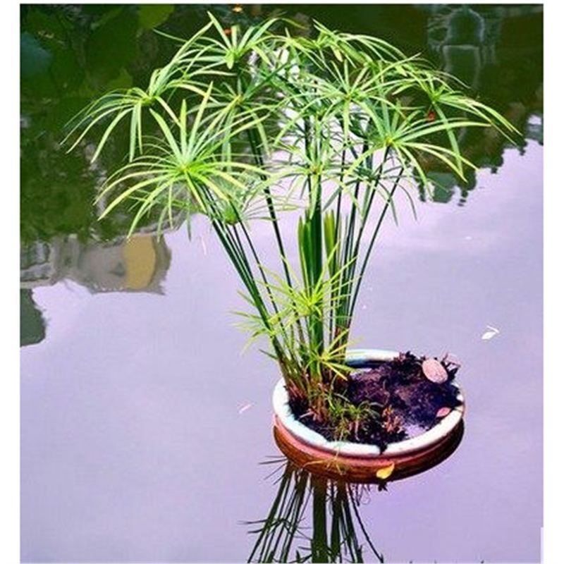 Aquatic Hydroponic Plants, Turtle Water Bamboo Potted Plants, Water Palm Bamboo Fish Tank, Pond, Dry Umbrella Grass, Windmill Grass Seedlings Aquatic Hydroponic Plants, Turtle Water Bamboo Potted Plants, Water Palm Bamboo Fish Tank, Pond, Dry Umbrella Grass, Windmill Grass Seedlings