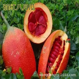 �Ϲ� �۹� �Ѽt �����箔��Y��8�¹����ļ��Nֲ�����S����ը����