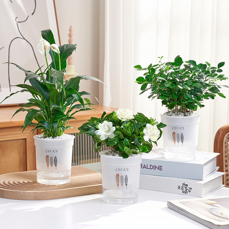 특별 제공 화이트 팜 + 치자나무 + Jiulixiang 세잎 냄비