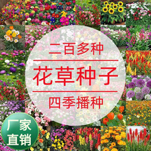 源头工厂定制草花种子百日草波斯菊野花种籽四季庭院阳台种植