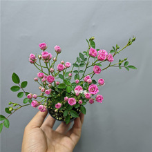 �ձ����¼��Nޱ횻ݼ��ڻ����������ԾGֲ�ļ��_���C����̨�̨