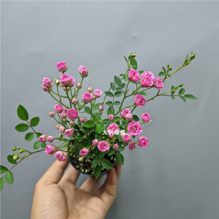 �ձ����¼��Nޱ횻ݼ��ڻ����������ԾGֲ�ļ��_���C����̨�̨