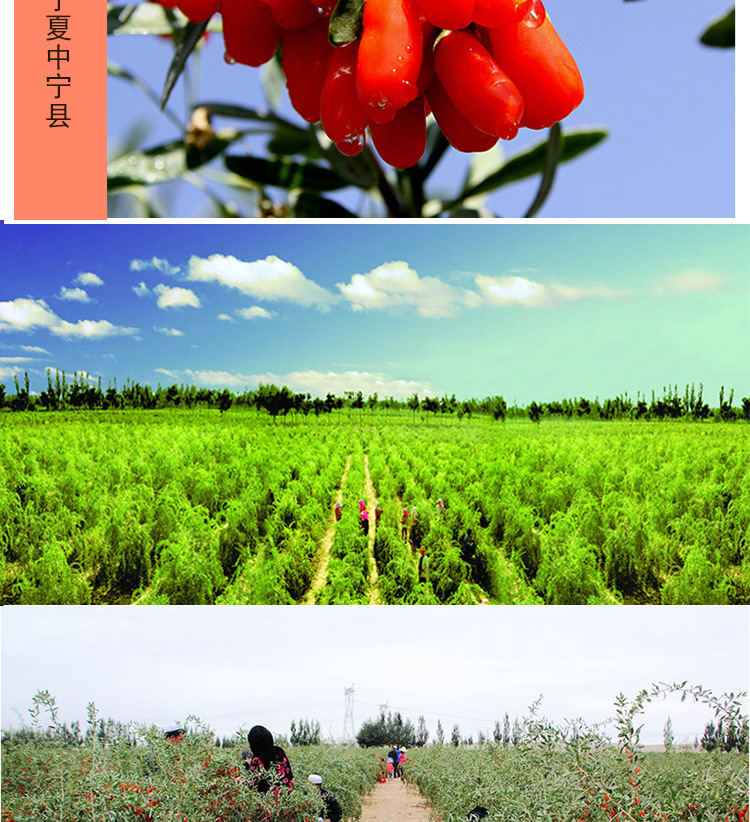 Ningxia Goji Berries Gou Qi Zi First Harvest Large Grade A Dried Whole Fruit 500g Bag for Tea Soup and Cooking key features