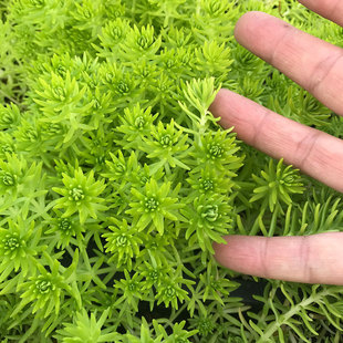 Gold Buddha Grass Square Plate | Gold Buddha Grass Price | Special Lawn for Roof Greening Buddha Grass