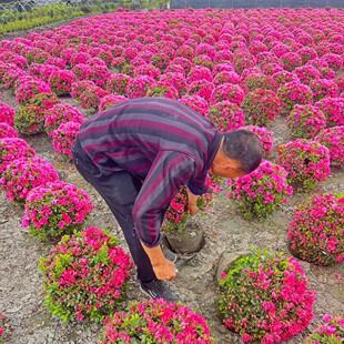 �t�^ľ�� ���N�� ���Ůؑ ������ ��÷�� ����Ůؑ��ǧ�ӽ�����