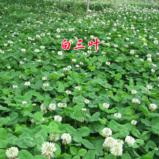 Imported Clover Seeds, Red Clover, White Clover Seeds, Lucky Clover, Evergreen, Cold-Resistant, Green Lawn Grass Seeds for All Seasons
