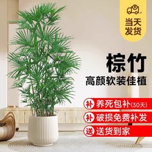 棕竹大型绿植客厅书房耐寒盆栽现代简约