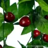 Cherries