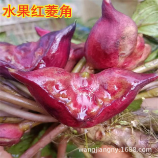 Honghu Water Chestnut Seeds Water Chestnut Seedlings Old Water Chestnut Hubei Specialty Large Green Water Chestnut Seeds Aquatic Plants Floating Plants