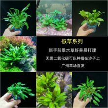 ���㽷��ˮ������ǰ�о��~�����ˮ���쾰��ˮֲ��o�������̼